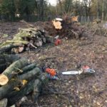 Ipswich Tree Surgeons