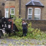 Tree Surgeons South London