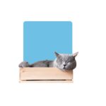 Cat Subscription Boxes