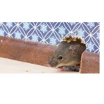 Commercial Pest Control Services In Birmingham AL