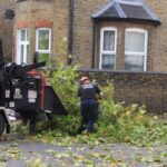 Tree Surgeons Bromley