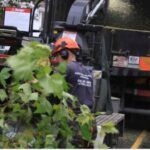 Tree Surgeons Dagenham