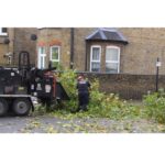 Tree Surgeons Enfield