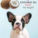 Coconut Oil For Dogs