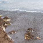 Majorca holiday warning as beaches turn brown with seaweed invasion