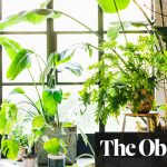 Are your houseplants environmentally friendly?