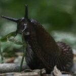 If Slugs Are Invading Your Home, Keep Them At Bay With This Simple Cupboard Staple