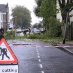 Tree Surgeons Enfield