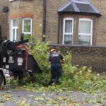 Tree Surgeons Dulwich