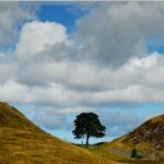 Men who cut down Sycamore Gap tree in act of ‘drunken stupidity’ jailed for four years