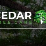 Tree Surgeons In Clacton