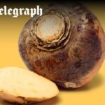 The unloved root vegetable that improves your gut health