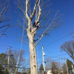 Tree trimming Concordville PA