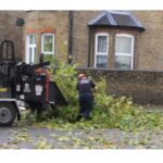 Tree Surgeons Dartford