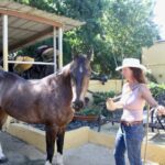 Puerto Rico Horse Transportation