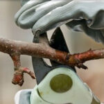 Tree Surgeons Beaconsfield