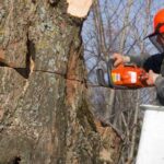 Tree Surgeons Essex