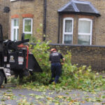 Tree Surgeons Essex