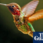 Scientists learn secret to hummingbirds’ remarkable agility